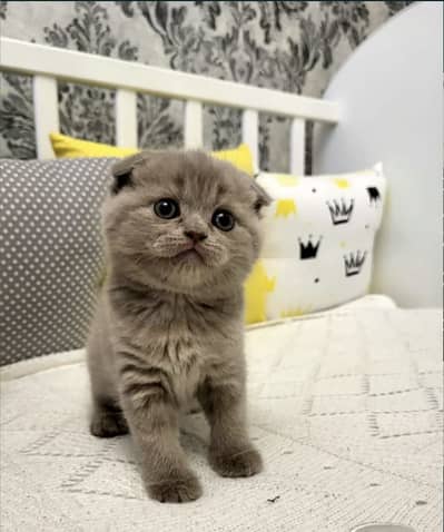 Scottish Fold