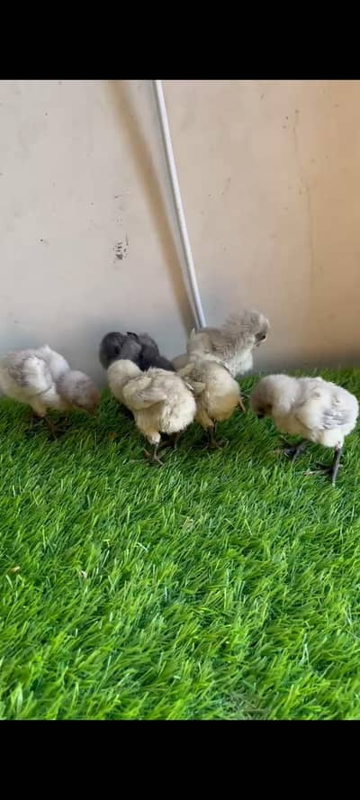 Ice blue dragon/ Blue dragon