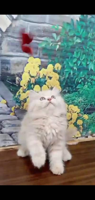Persian kitten for sale only 2months old very healthy and active.