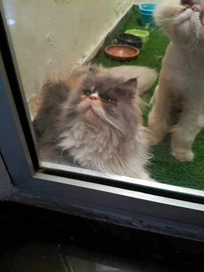 Calico & Peki pair . . . ready for new Home