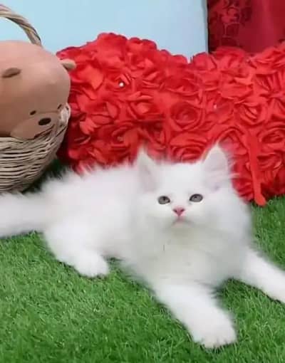 Persian female kitten for sale WhatsApp number 03208014281