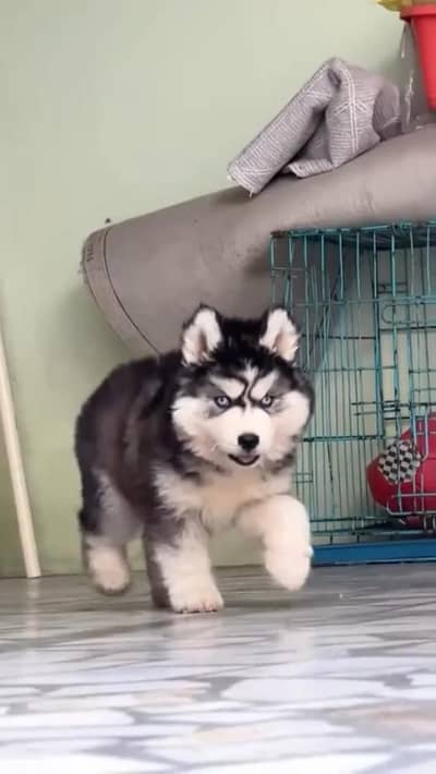 Top Quality Husky puppy Available And Breeds For Sale