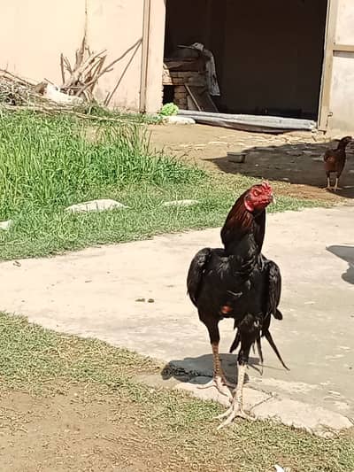 hens for sale