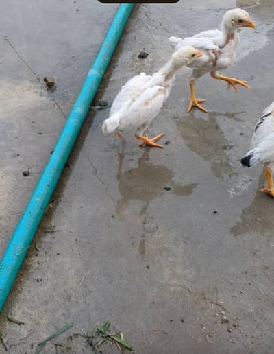 Paper White Heera Aseel Chicks For Sale.