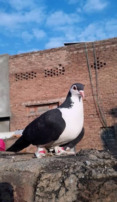 Sherazi Toga Pigeon , For Sale