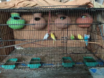 Australian Parrots with cage