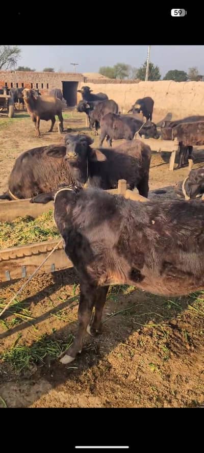 2.8 man to 3.5 man Katy buffalos wacha available