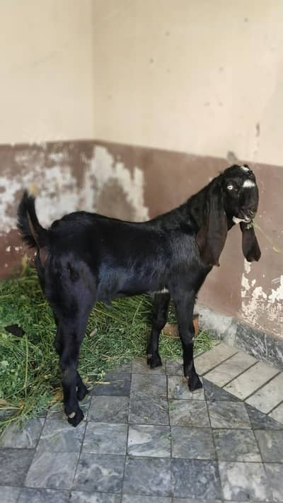 Pure desi beetal bakra