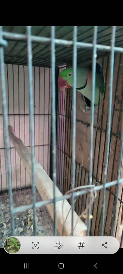 Raw breeding  pair available healthy active nail tail all ok