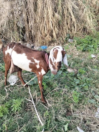 دودھ والی بکری اپنے نر بچے کے ساتھ