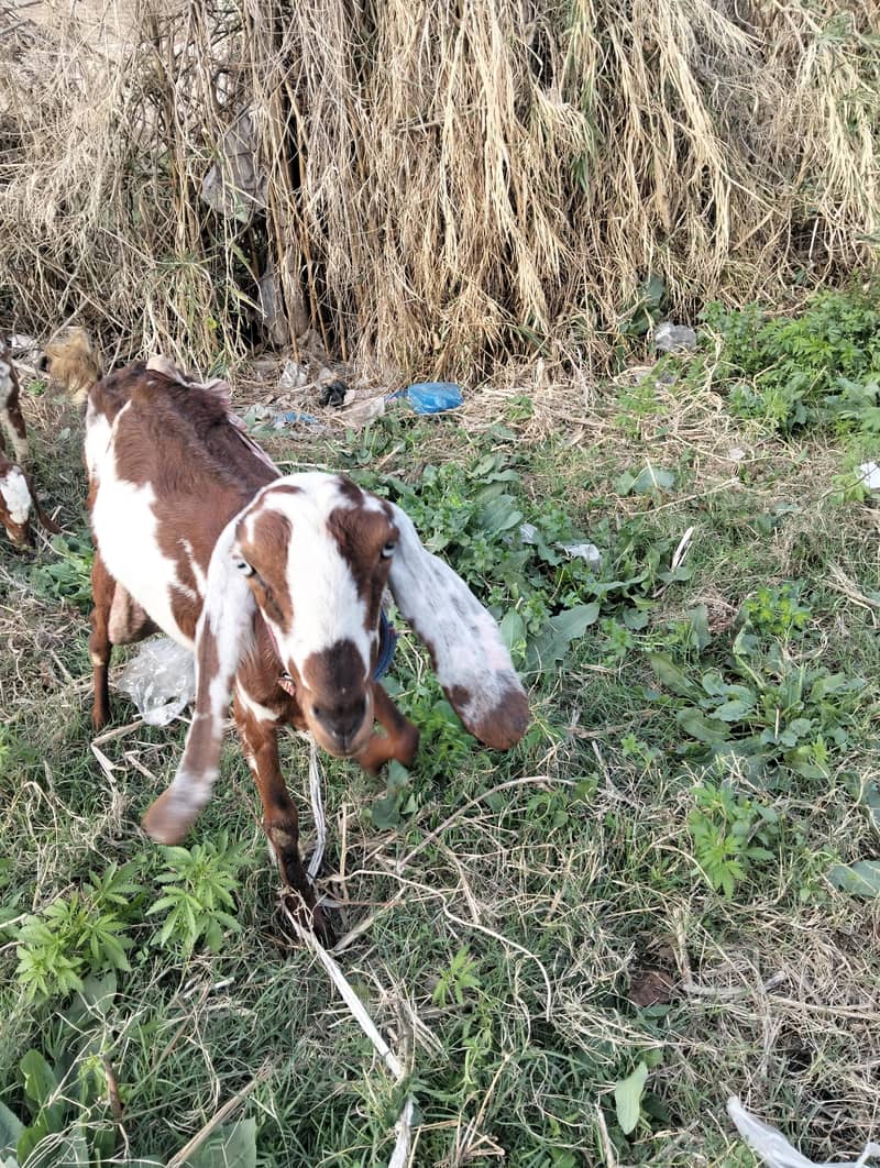 دودھ والی بکری اپنے نر بچے کے ساتھ 1