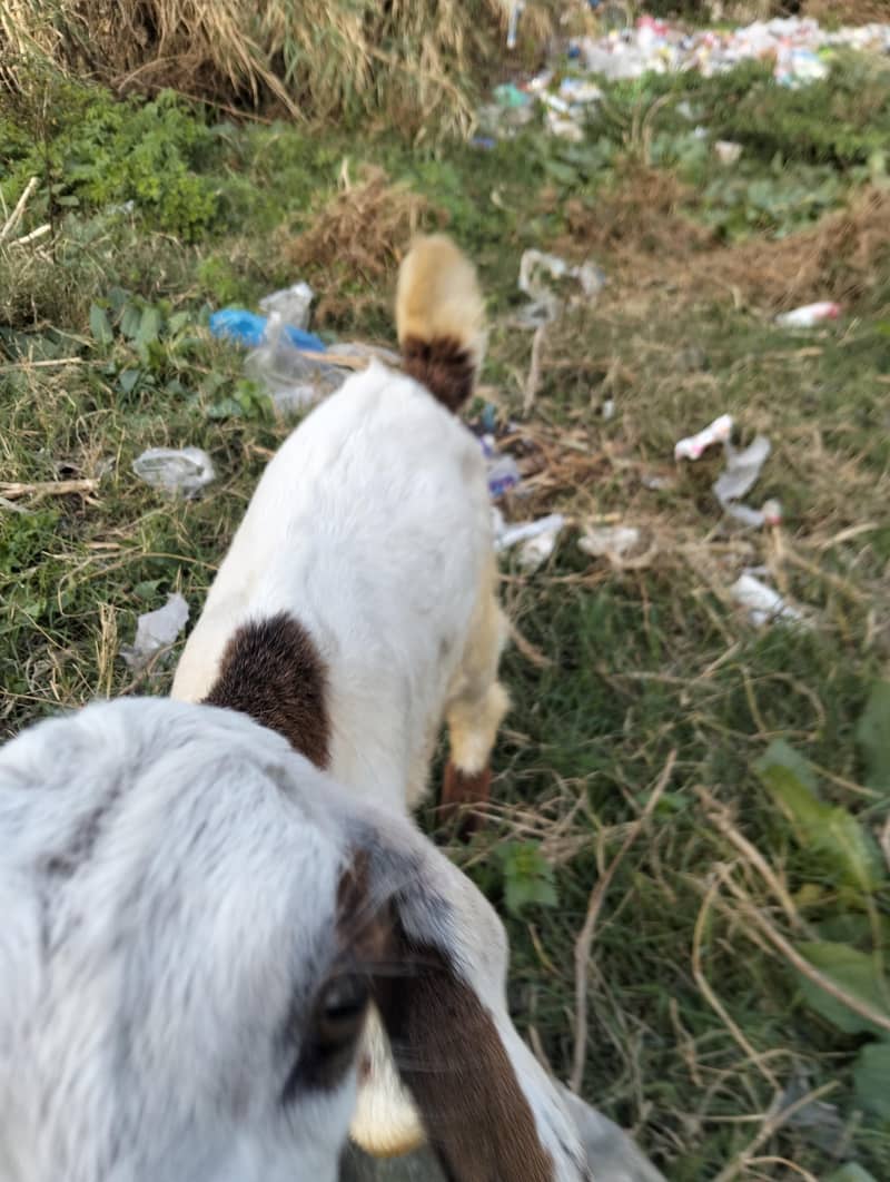 دودھ والی بکری اپنے نر بچے کے ساتھ 3