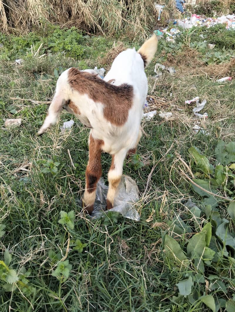 دودھ والی بکری اپنے نر بچے کے ساتھ 4