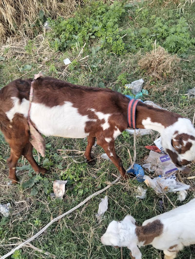 دودھ والی بکری اپنے نر بچے کے ساتھ 5