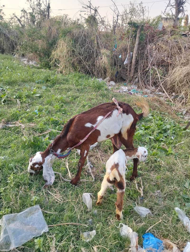 دودھ والی بکری اپنے نر بچے کے ساتھ 6