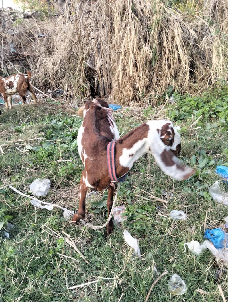 دودھ والی بکری اپنے نر بچے کے ساتھ 8