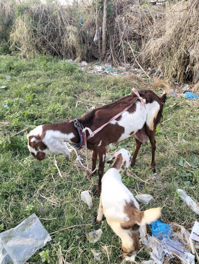 دودھ والی بکری اپنے نر بچے کے ساتھ 9