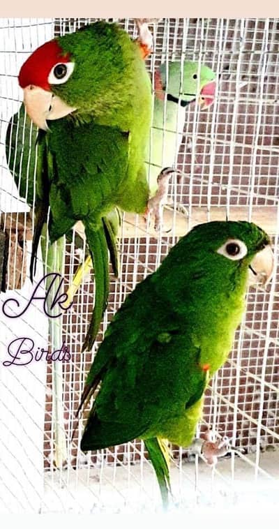 Khubsurat Red-Masked aur White-Eyed Conures Sale ke liye
