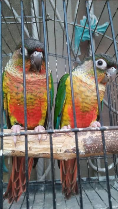 Yellow Sided High Red Factor Pair