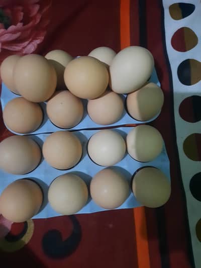 white o shamo aseel  furtile egg whatsapp 03181673279