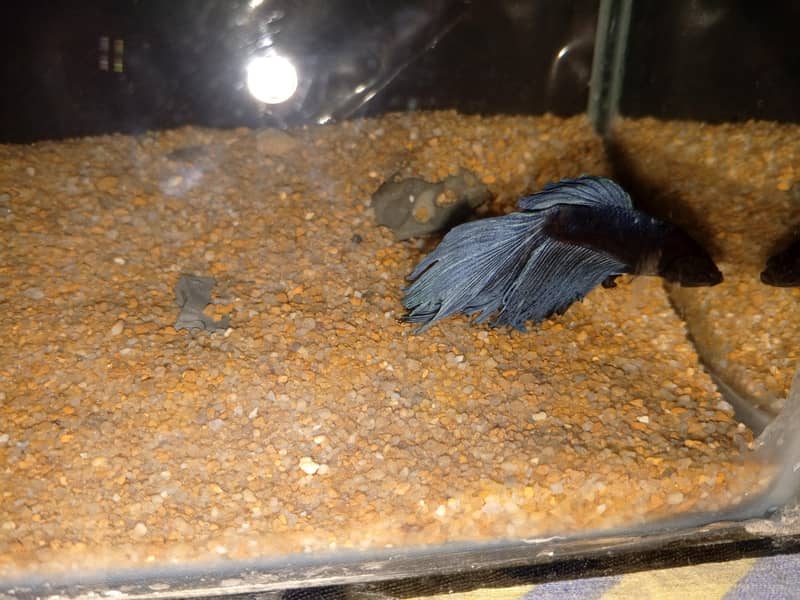 Betta fish 1