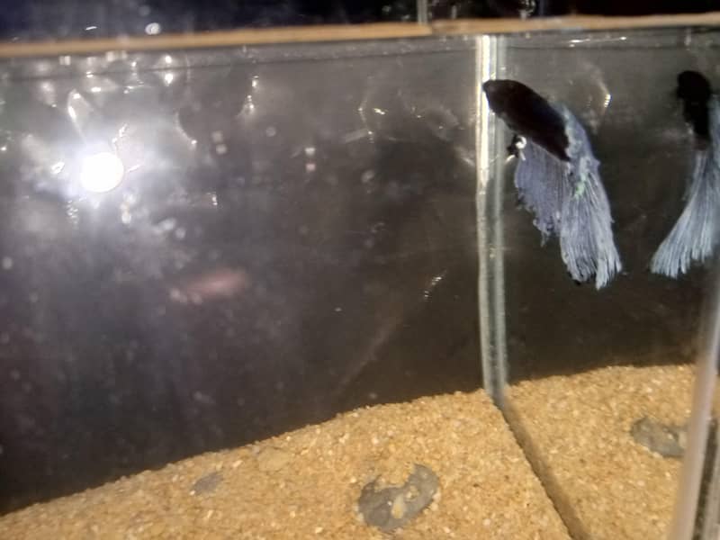 Betta fish 2