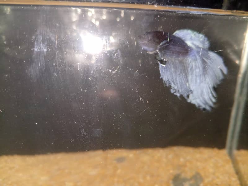 Betta fish 3