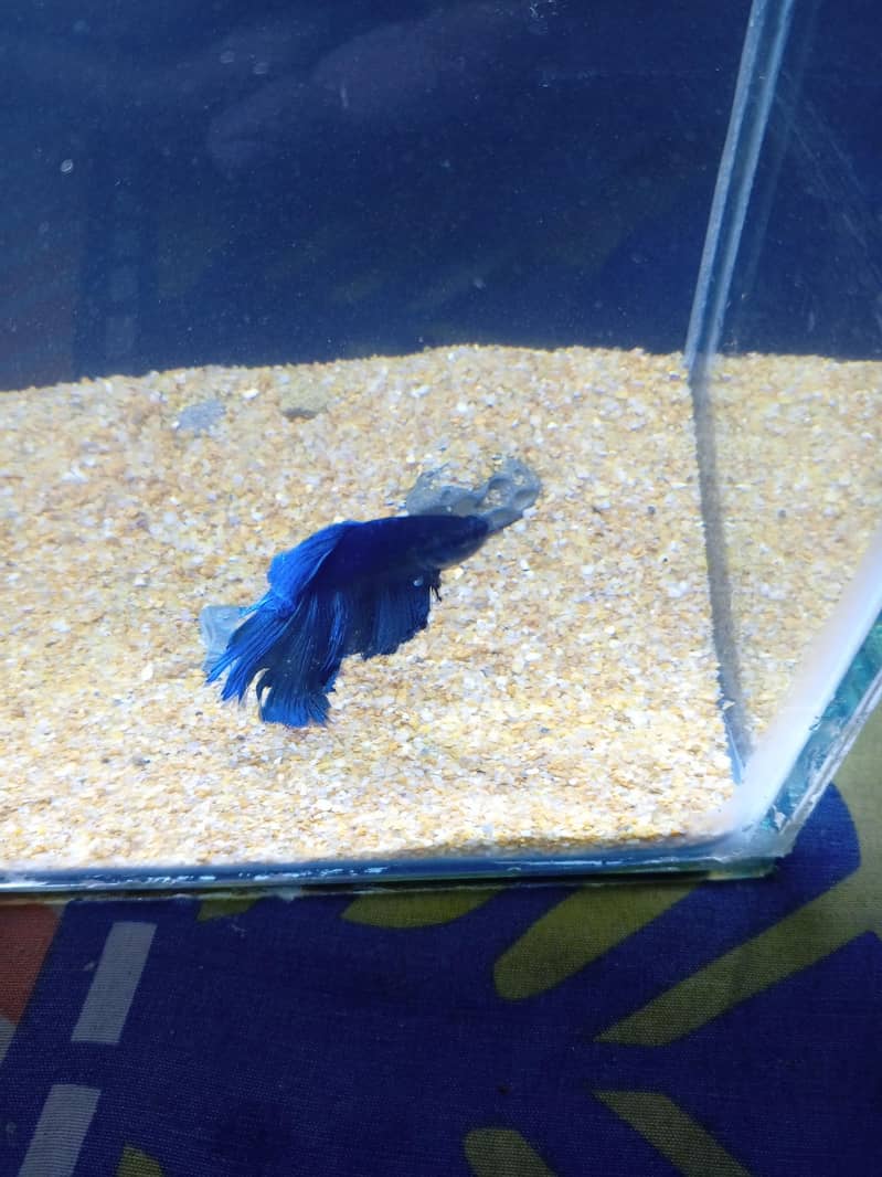 Betta fish 4