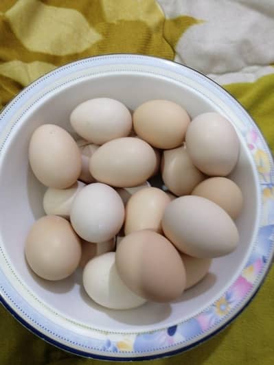 assel mianwali assel eggs