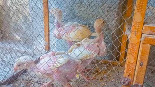 Heera | Aseel chicks | chicks | Aseel