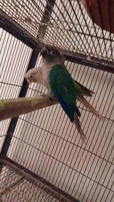 counor black foot black chest male Cinnamon Female