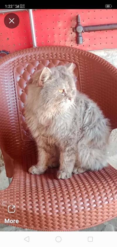 Persian male 3 coated but hair are shaped