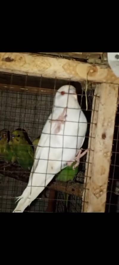 Australian pattay vap  with cage 03066623459