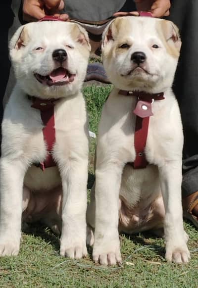 pure afghan kuchi puppies available for sale