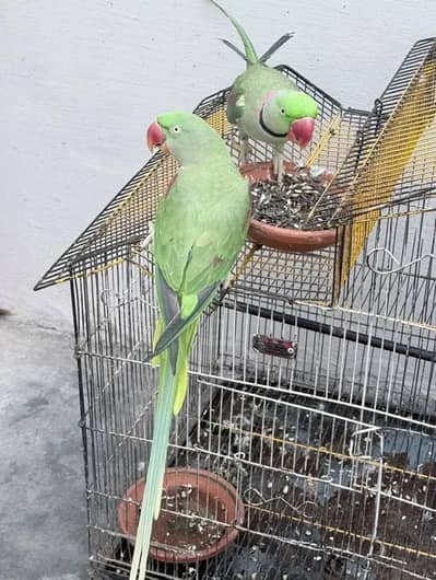 Kashmiri raw parrot for sale Male