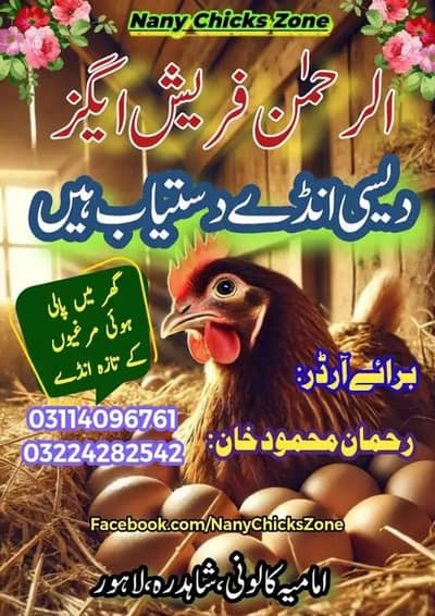 eggs | fertile eggs | golden misri eggs | desi eggs | egg