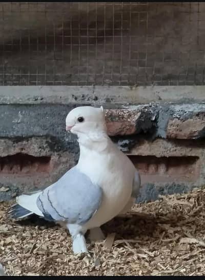 quality blue bar breeder male