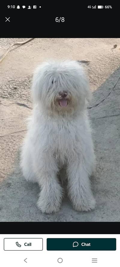 beautiful female white poodle