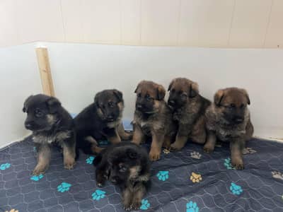 German Shepherd Puppies For Sale