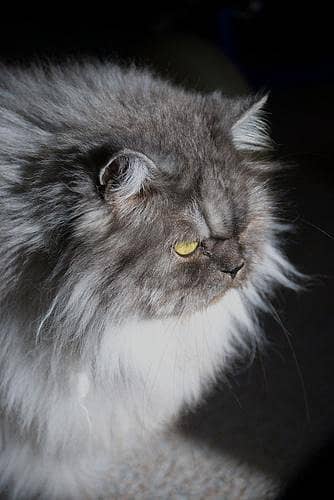 Triple Coat Gray Smoke Full Friendly