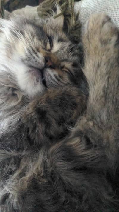 Persian kitten for sale