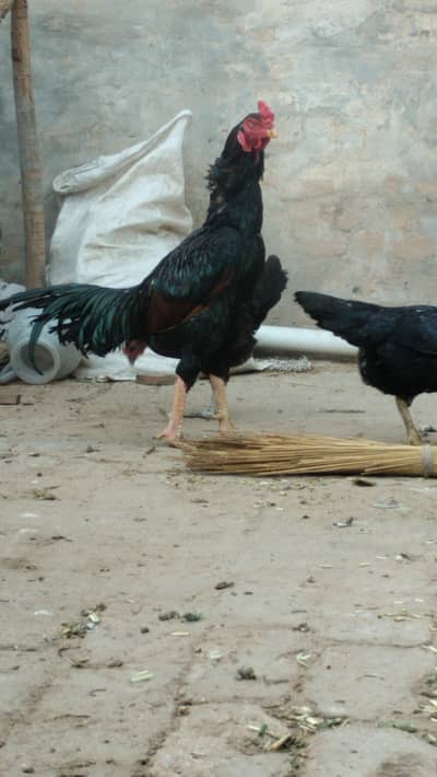 Aseel murga Mianwali