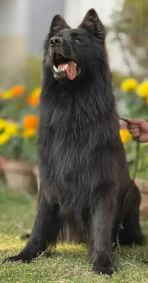 German shepherds show Quality