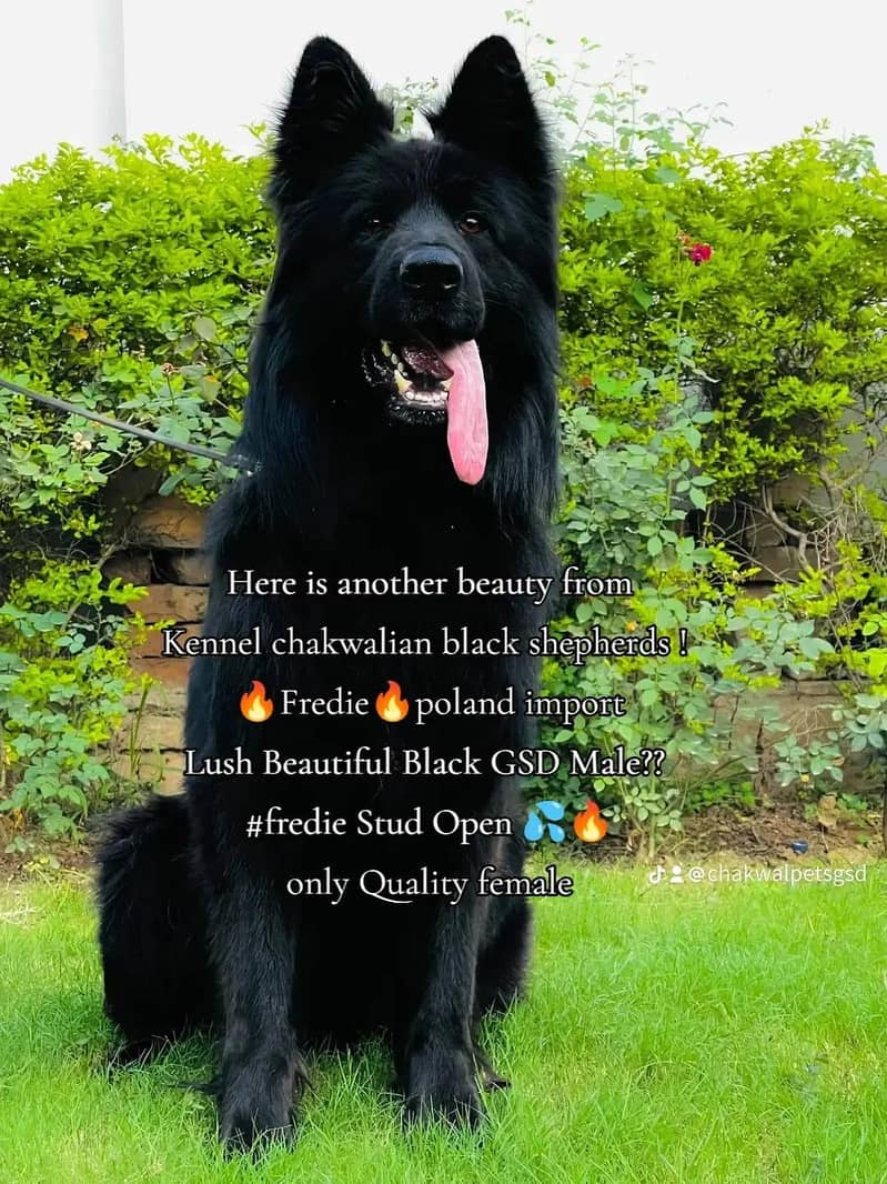 German shepherds show Quality 2