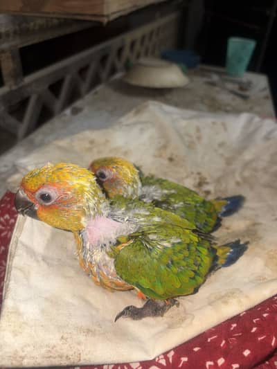 Sunconure chicks  Red factor