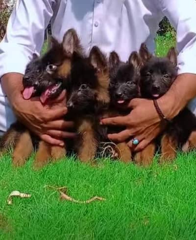 German Shepherd Puppies For Sale