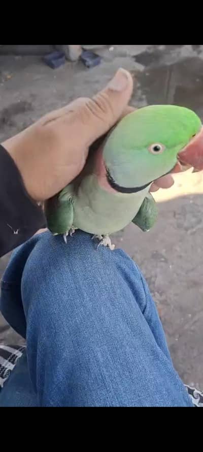 Kashmiri tootah 03132738282