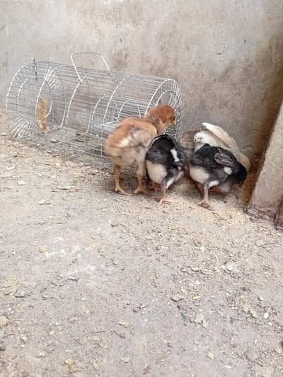 `aseel | sindhi aseel | pure aseel | sindhi aseel chicks