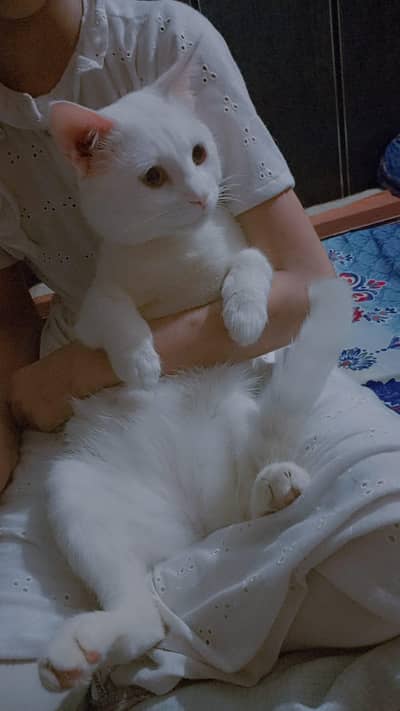 beautiful and healthy male porsion single coated cat Available