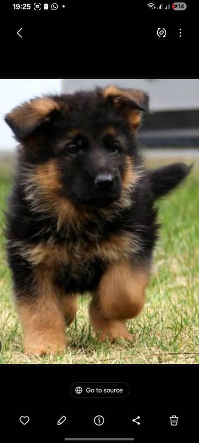 German shephered puppies/GSD puppy/ puppy